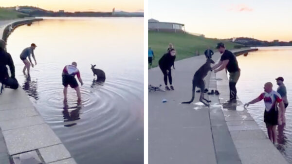 Helden van de dag redden kangoeroe uit het koude Australische water