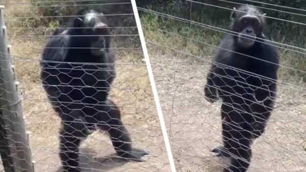 Als de chef even het net geïnstalleerde hek komt inspecteren