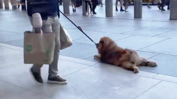 Woefdram heeft er op deze dierendag gewoon effe geen zin in