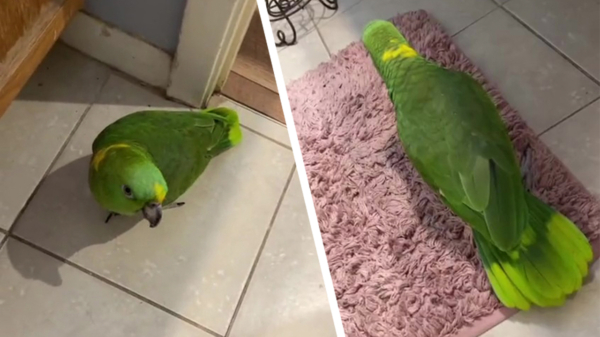 Deze papegaai ouwehoert nog meer dan je vriendin