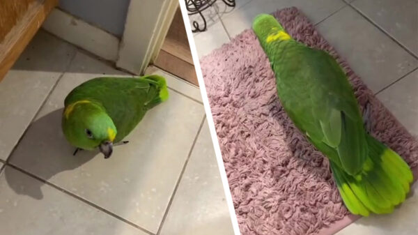 Deze papegaai ouwehoert nog meer dan je vriendin