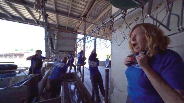 Dierenactivisten hangen zichzelf bijna op tijdens de bezetting van een slachthuis