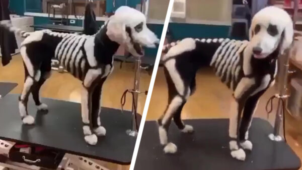 Dankzij hondentrimmer is ook Fikkie helemaal klaar voor Halloween