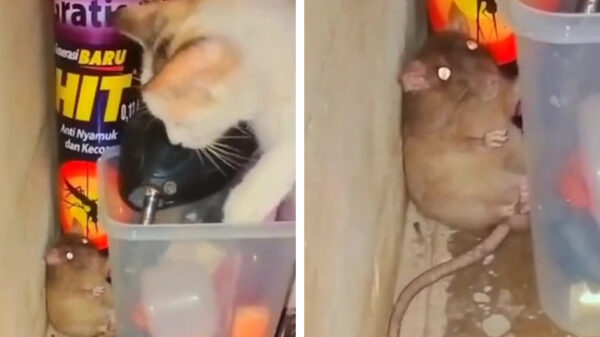 Wat er ook gebeurt: ZIT STIL!