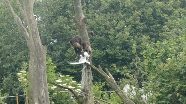Meeuw stort neer in apenverblijf Aquazoo in Leeuwarden en kan het niet navertellen