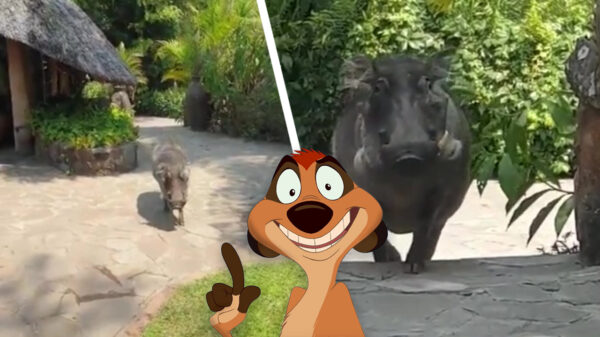 Breaking news: Hakuna Matata blijkt hoax te zijn