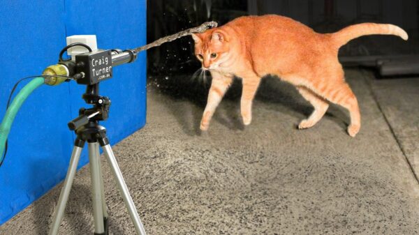 Zo kom je lekker high-tech van je kattenprobleem af