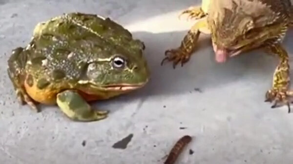 Slome pad heeft duidelijk zijn dag niet