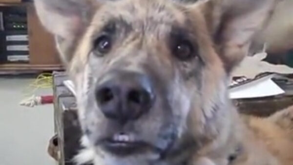 Web classic: je pratende hond trollen met sappige eetverhalen