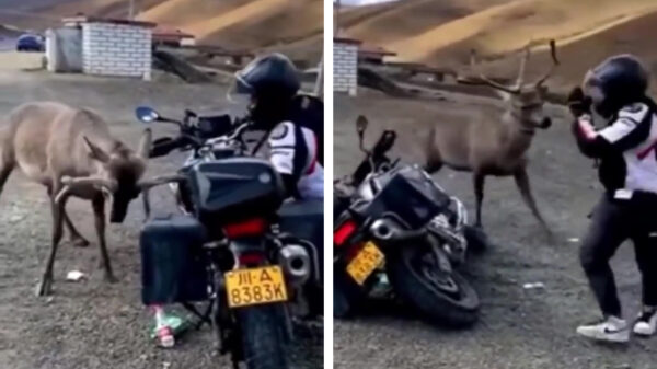 Wist je dat herten een pleurishekel aan motorrijders hebben?