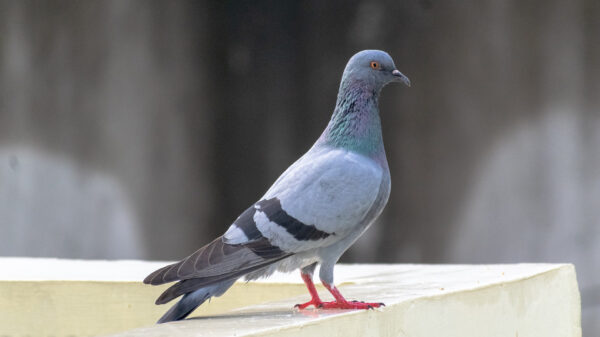 Duif kan van zijn vrijheid genieten als Annie hem uit het raam gooit