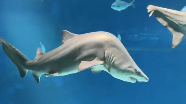 Wel eens een haai met scoliose gezien?