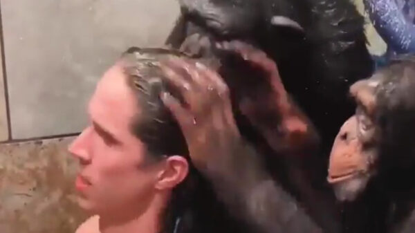 Als je te lui bent om zelf je haar te wassen