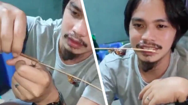 Wie wint het gevecht op leven en dood tussen een spin en een kakkerlak?