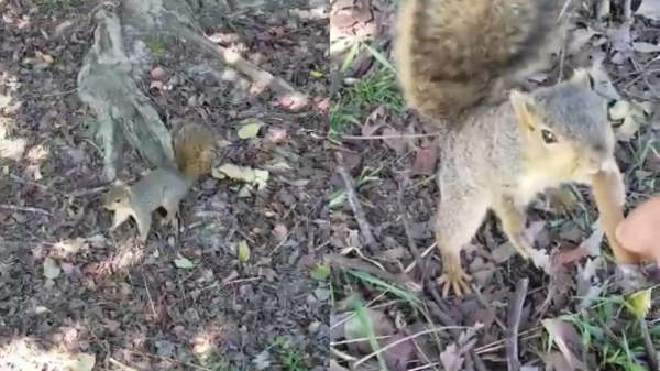 Ook een eekhoorntje lust soms best een dikke jonko