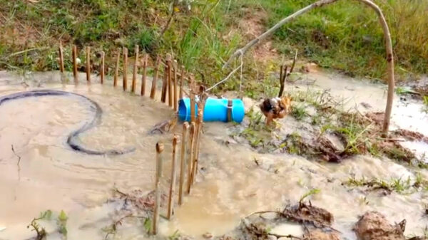 Thaise boer is helemaal klaar met deze python en vangt 'm met levend aas