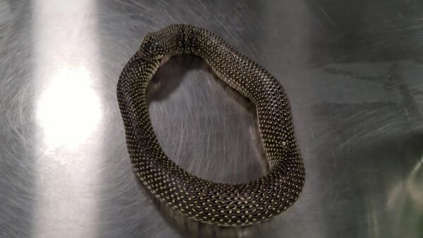 Koningsslang doet een beetje gek als 'ie trek heeft en vreet zichzelf half op