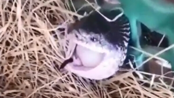 Slang dacht een eitje te snacken, maar kan terug naar de tekentafel