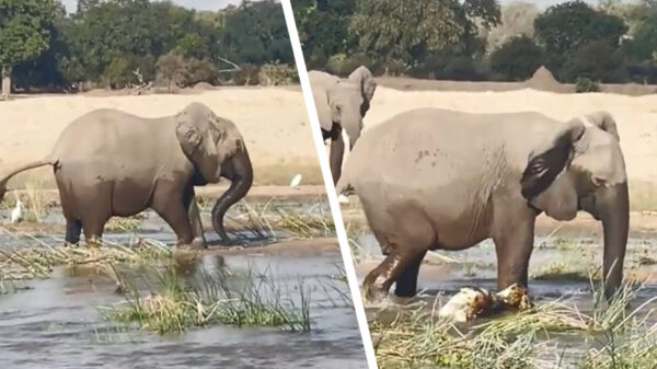 Olifant beschermt haar kalf en doodt krokodil door hem te vertrappen