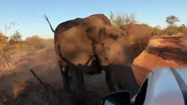 Chagrijnige olifant is toeristen even helemaal kotsbeu