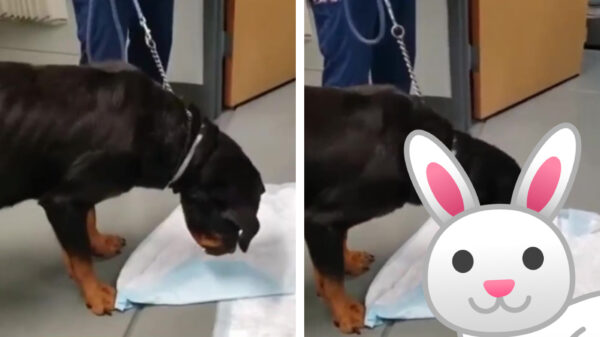 Al eens een hond een compleet konijn in één keer zien ophoesten?