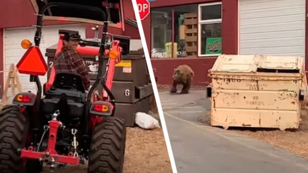 Plotseling.... Een beer