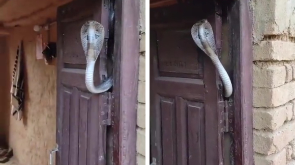 Vergeet waakhonden, een cobra bewaakt je huis pas écht goed