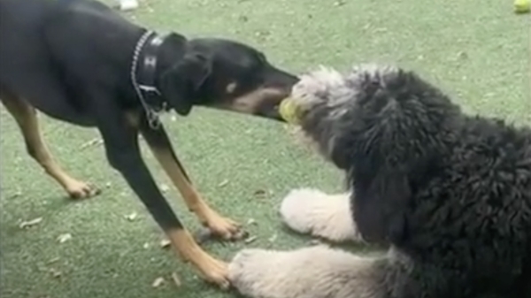 Waar twee honden vechten om één 'been'