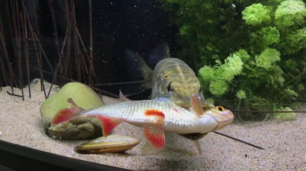 Snoek heeft honger en slikt collega in z'n geheel naar binnen