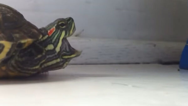 Ahhh superschattig: wel eens een schildpad zien niezen?