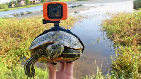 Het voeren van een schildpad met een GoPro is iets wat je altijd al hebt willen zien
