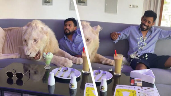 Poesje beschermt oliesjeik Humaid Albuqiash tegen vreemdelingen