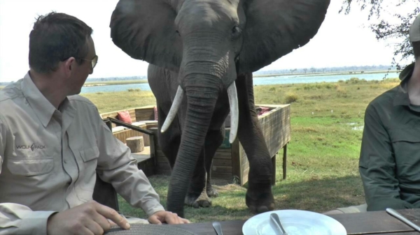 Uit de oude doos: olifant met slechte tafelmanieren beukt toeristen omver