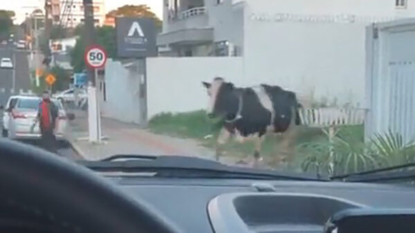 Altijd vervelend om uit het niets door een koe omver gebeukt te worden