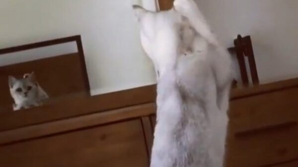 Mind is blown: kat komt erachter dat hij oren heeft