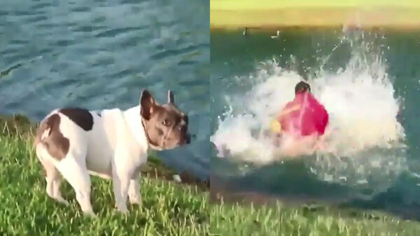 Hondeneigenaar kan zijn eigenwijze Franse bulldog uit het water vissen