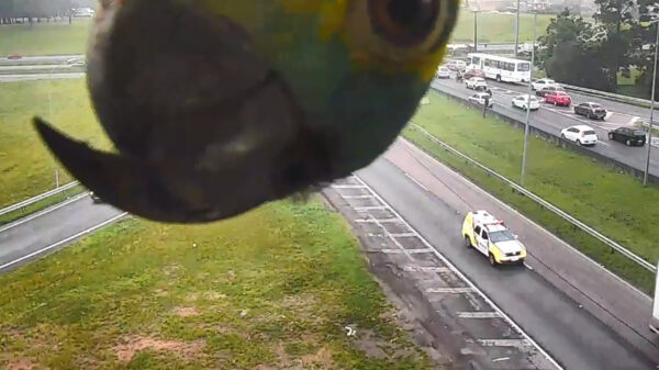 Kiekeboe! Papegaai inspecteert CCTV-camera van extreem dichtbij