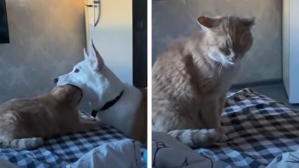 Nieuwsgierige hond is benieuwd wat er allemaal in zijn bek past