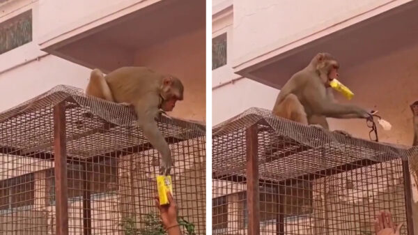 Dief geeft zijn buit niet op zonder een stevige onderhandeling