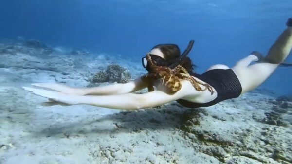 Handtastelijke gladjakker kan met zijn tentakels niet van bikinichick afblijven