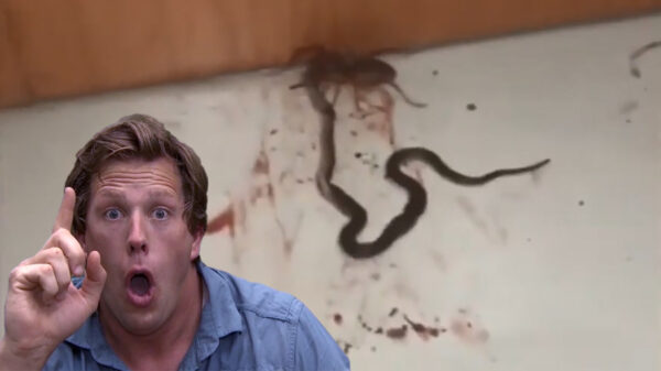 Holy moly: rolspin laat een bloedbad achter als hij een slang opeet