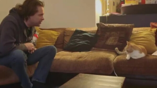 Hans Teeuwen blijkt een bijzonder getalenteerde poes te hebben