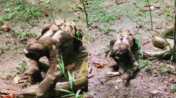 Anaconda besluit vandaag maar eens de lunch over te slaan