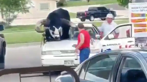 Om een stier te vervoeren heb je helemaal geen dure trailer nodig