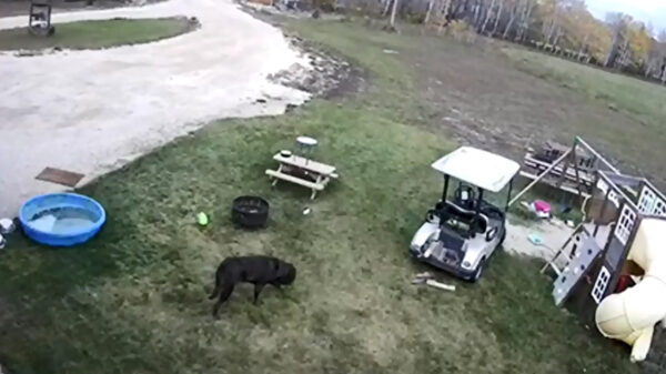 Leg  maar eens uit aan je verzekering dat je hond de golfkar in je auto reed