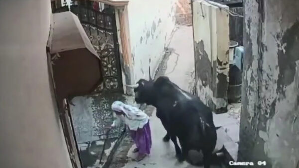 Chagrijnige stier hutselt oma als een salade door de lucht