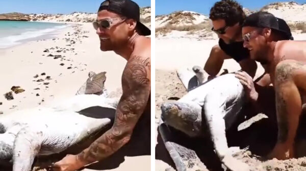 Helden van de dag redden een enorme zeeschildpad uit zijn benarde positie