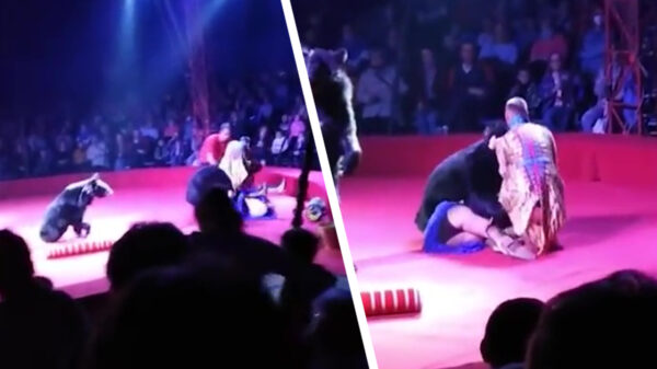 Zwangere berentemmer door beer aangevallen in Rusland