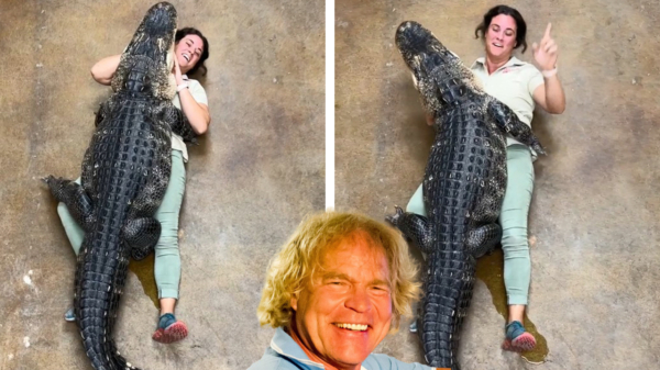 Alligator laat een onaangename verrassing achter tijdens het knuffelen
