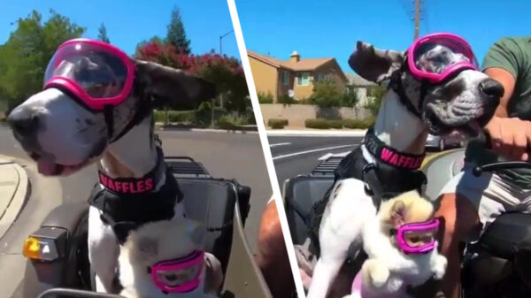 Tijd voor een lekker rondritje met Waffles en zijn subwoofer